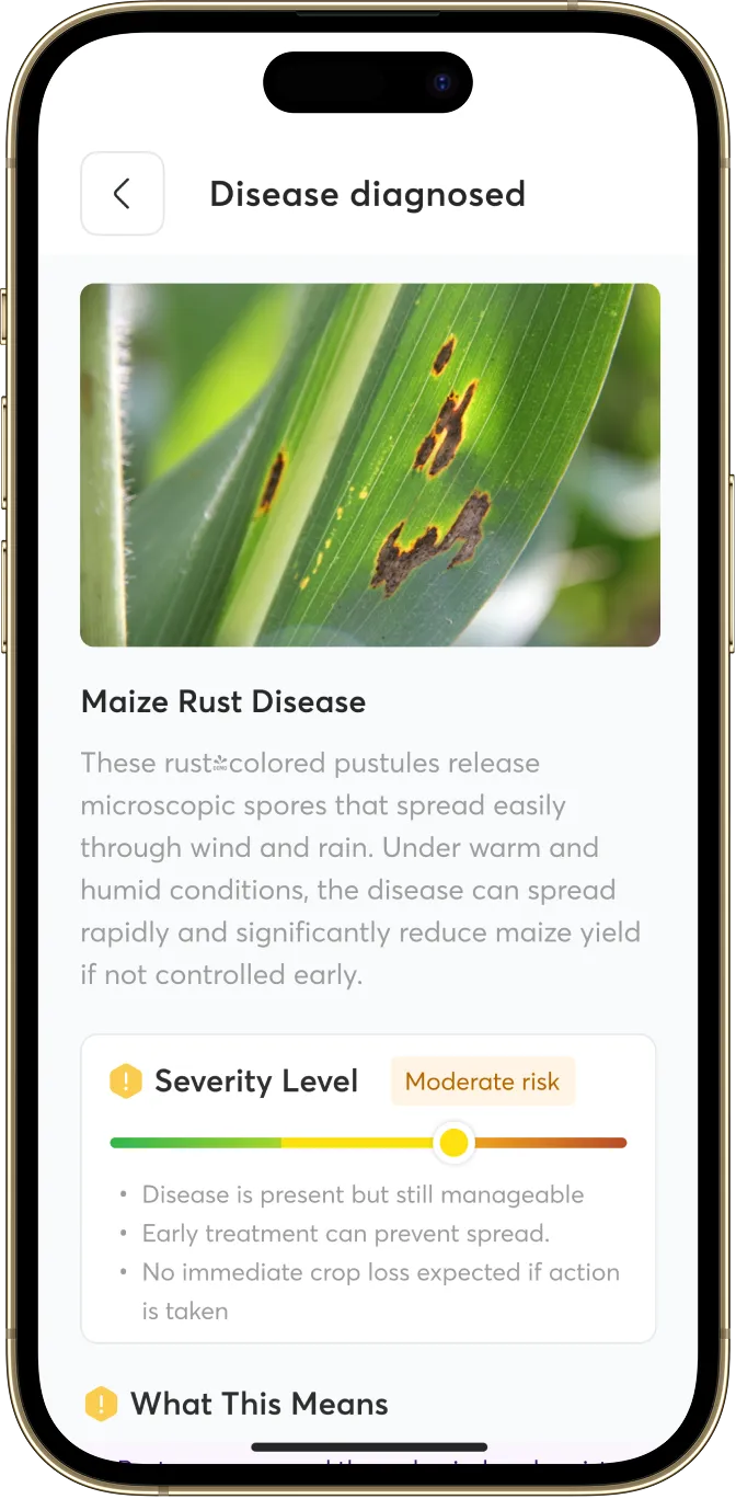 AgroPulse Plant Doctor showing a diagnosed maize rust disease with its severity