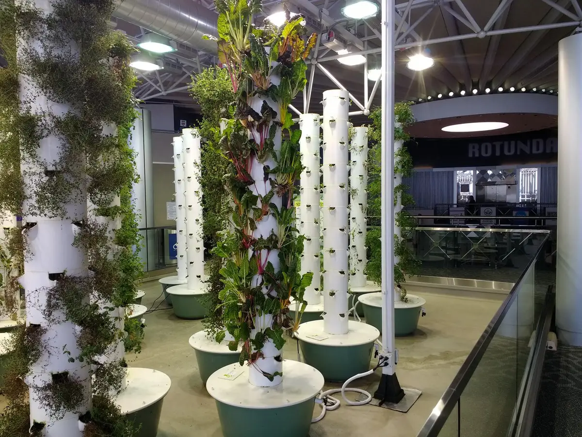 Vertical hydroponic towers growing leafy greens indoors